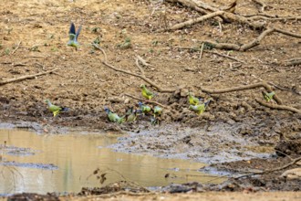 Several colourful birds gather around a waterhole in a dry, earthy area with branches, Band-tailed