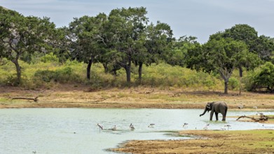 An elephant stands on the shore of a lake, surrounded by birds and trees, the morning landscape is