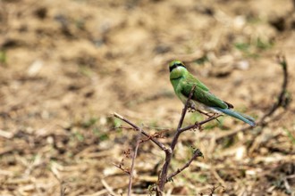 Green bird sitting on a small branch in front of a brown, blurred background, Asian Green Bee-eater
