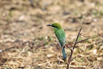 Green bird on a branch in natural environment with blurred background, Asian Green Bee-eater