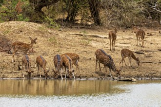 Herd of deer drinking on a barren sandy bank near bushes, Axis deer (Chital) at a waterhole in Yala