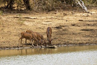 Four deer drinking at the edge of a small body of water near the tree line, Axis deer (Chital) at a