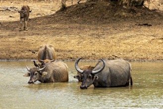 Two buffaloes in shallow water in a dry landscape, natural background, water buffalo (Bubalus