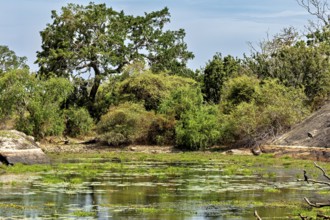 An idyllic pond with dense vegetation and trees that surround the quiet shore, The landscape of Sri