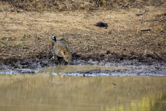 A leopard drinks at a waterhole and is reflected in the water, Sri Lanka leopards (Panthera pardus