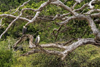 Two eagles perched on wide branches of a branchy tree in the green forest, White-bellied Sea Eagle