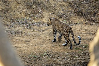 A leopard walks on earthy ground in a natural environment, Sri Lanka leopards (Panthera pardus