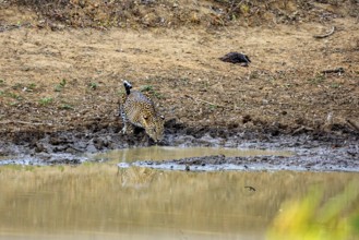 A leopard drinking at a waterhole in a natural environment, Sri Lanka leopards (Panthera pardus