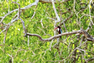 A bird sits on a branch in a lush green forest, White-throated Kingfisher (Halcyon smyrnensis) in