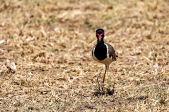 A bird stands on dry grass in a natural environment, red lapwing (Vanellus indicus) in Yala