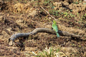 A bird with green plumage sits on a branch in an earthy environment, Asian green bee-eater (Merops
