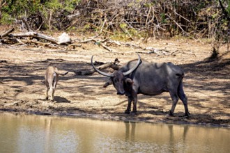 Buffalo with calf at the water in the wilderness, accompanied by dense trees, water buffalo