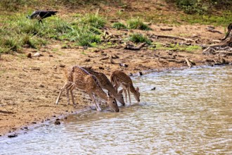 Three deer bend down to drink at a small natural water reservoir, Axis deer (Chital) at a waterhole