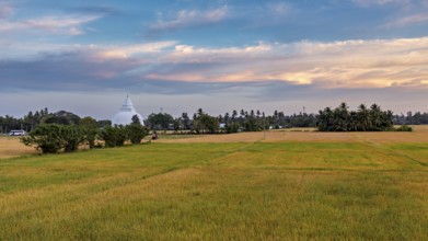 Wide field with a distant stupa under a colorful sunset sky, a dagoba in the rice paddies near Yala