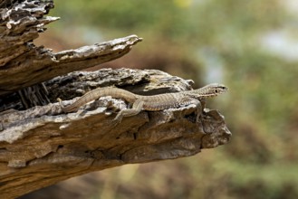 Lizard resting on a tree trunk in a natural environment, dwarf mulga dragon (Varanus gilleni) in