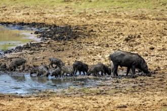 A group of wild boar, including piglets, drinking at a muddy waterhole, A Sri Lanka wild boar (Sus
