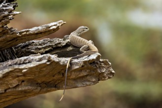 Lizard on a tree trunk in a natural environment, dwarf mulga dragon (Varanus gilleni) in Yala