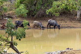 Three buffaloes drinking at the river bank surrounded by trees, harmonious natural scene, water