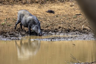 A wild boar drinks on a muddy bank, capturing the tranquil atmosphere of nature, A Sri Lanka wild