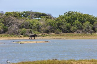 An elephant stands alone at the edge of a waterhole, surrounded by lush trees and bushes under a