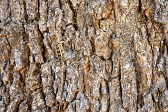 A lizard camouflages itself on brown, textured tree bark, Oriental garden agama (Calotes