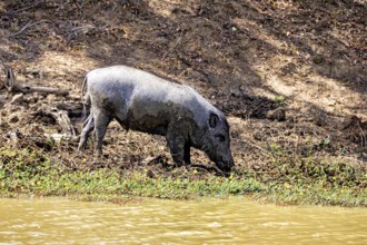 A wild boar stands on a muddy bank in the shade, surrounded by natural surroundings, A Sri Lanka