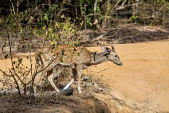 A single deer moves cautiously through the hedges along the sandy path, Axis deer (Chital) at a