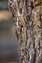 A lizard climbs up a textured tree bark, Oriental garden agama (Calotes versicolor) in Yala