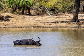 A lone buffalo stands in the water at the edge of the forest, the atmosphere seems calm, water