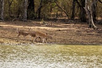 Three deer drinking at the bank of a water body in the forest, Axis deer (Chital) at a waterhole in