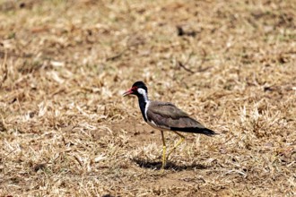 A bird sideways on brown, dry grass, red lapwing (Vanellus indicus) in Yala National Park Sri Lanka