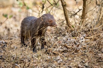 A mongoose stands in the dry deciduous forest between grasses and shrubs, Red-brown mongoose (Urva