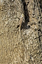 Lizard on tree bark, perfectly camouflaged, basking in the light, Oriental garden agama (Calotes
