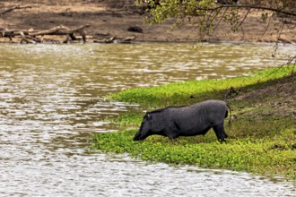 A wild boar drinks on the riverbank, surrounded by green vegetation and a tranquil atmosphere, A
