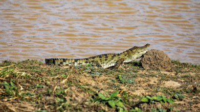 A crocodile lies on the river bank next to a sandy hill under the sun, swamp crocodile in Yala