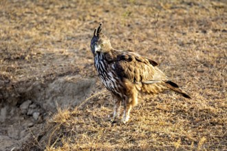 A bird of prey stands on dry ground in a natural environment in daylight, A black-breasted eagle