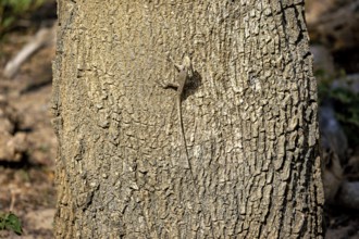 Lizard camouflaging itself on a tree trunk, almost invisible due to the natural texture, Oriental