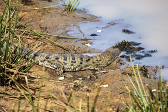 A crocodile lies on the sandy shore of a body of water, surrounded by plants, swamp crocodile in