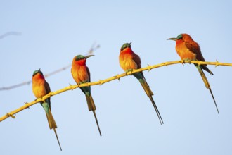 Carmine Bee-eater (Merops nubicus) South Luangwa NP Zambia August