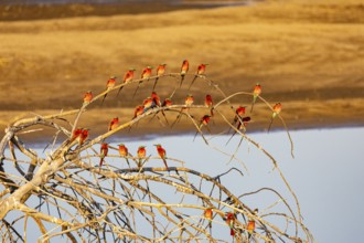 Carmine Bee-eater (Merops nubicus) Gathering at thebreeding ground South Luangwa NP Zambia August