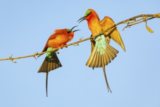 Carmine Bee-eater (Merops nubicus) Courtship behavier South Luangwa NP Zambia August