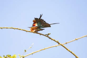 Carmine Bee-eater (Merops nubicus) mating South Luangwa NP Zambia August