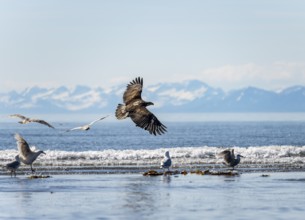 Bald eagle (Haliaeetus leucocephalus) in flight, Anchor Point at Cook Inlet, white mountain peaks