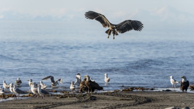 Bald eagle (Haliaeetus leucocephalus) landing on the beach next to gulls and eagles, Anchor Point
