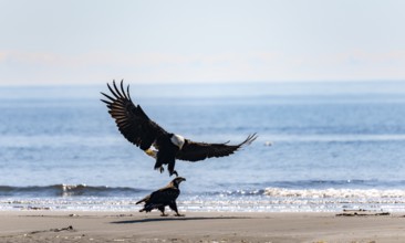 Bald eagle (Haliaeetus leucocephalus) landing next to another eagle on the beach, Anchor Point at