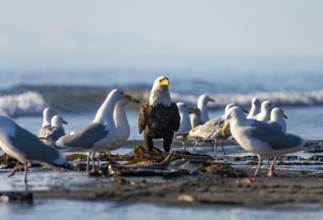 Bald eagle (Haliaeetus leucocephalus) sitting on the beach among gulls, Anchor Point, Cook Inlet,