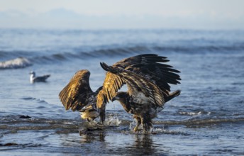 Two bald eagles (Haliaeetus leucocephalus) fighting on the beach in the ocean, Anchor Point, Cook