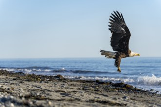 Bald eagle (Haliaeetus leucocephalus) taking off from the beach, Anchor Point, Cook Inlet, Anchor