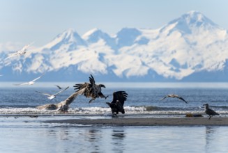 Bald eagle (Haliaeetus leucocephalus) landing on the beach among seagulls, Anchor Point, Cook