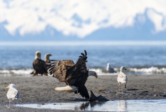 Bald eagle (Haliaeetus leucocephalus) landing on the beach with prey, Anchor Point at Cook Inlet,